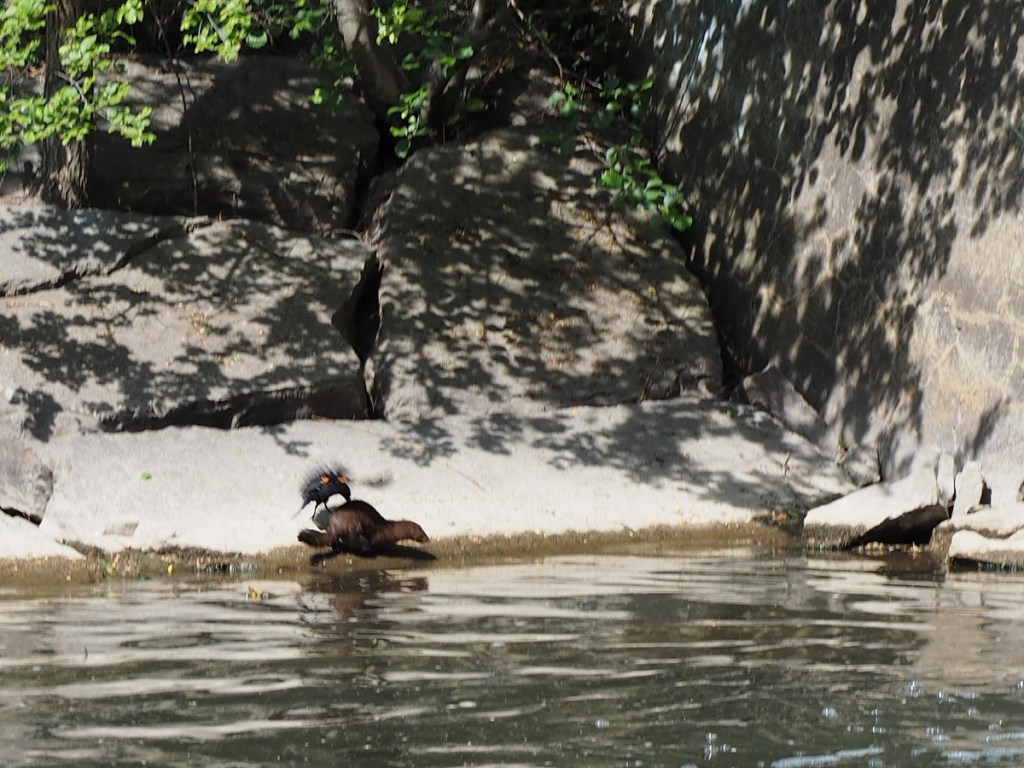East Don Trail and Edwards Gardens, Simergphotos, Malik Merchant, Photo of the Day