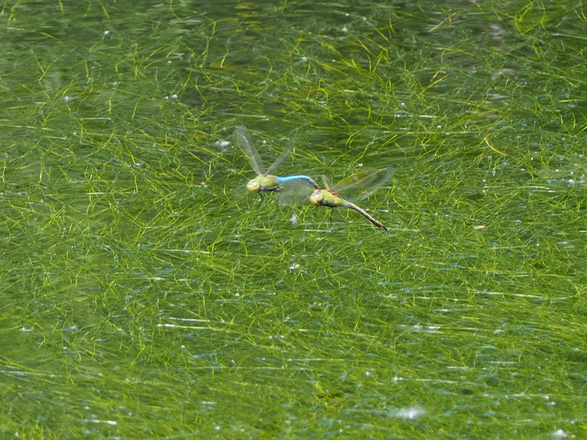 East Don Trail and Edwards Gardens, Simergphotos, Malik Merchant, Photo of the Day