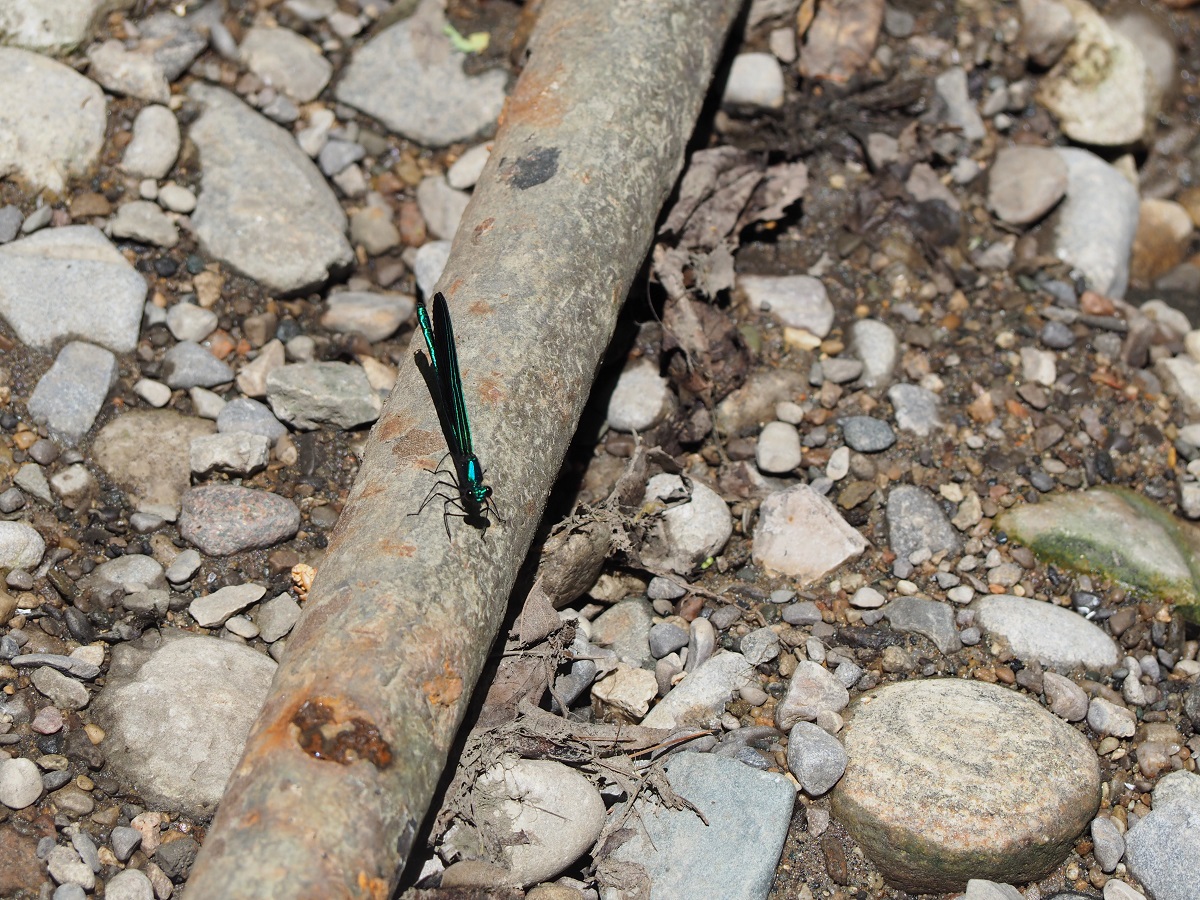 East Don Trail and Edwards Gardens, Simergphotos, Malik Merchant, Photo of the Day