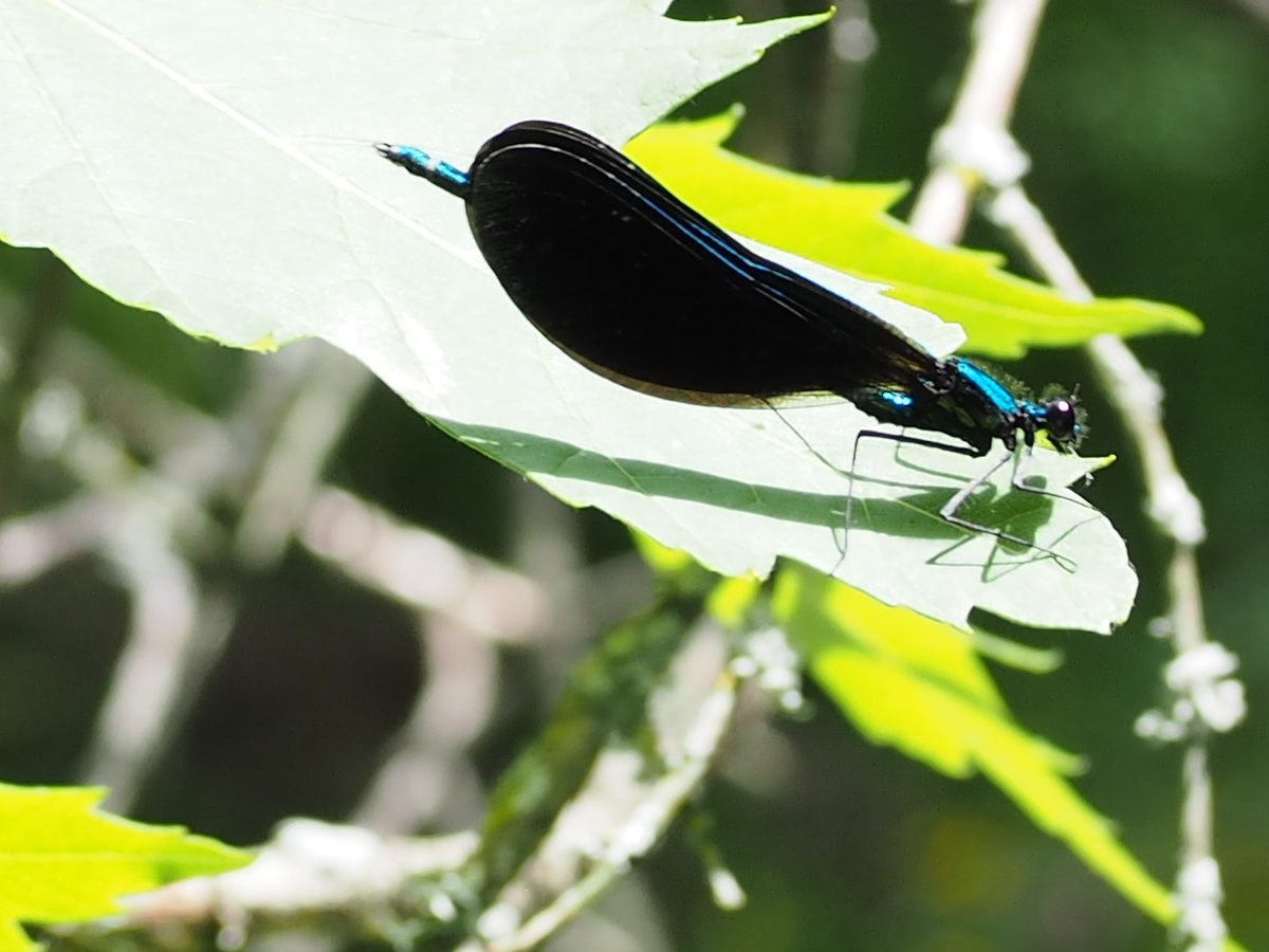 East Don Trail and Edwards Gardens, Simergphotos, Malik Merchant, Photo of the Day