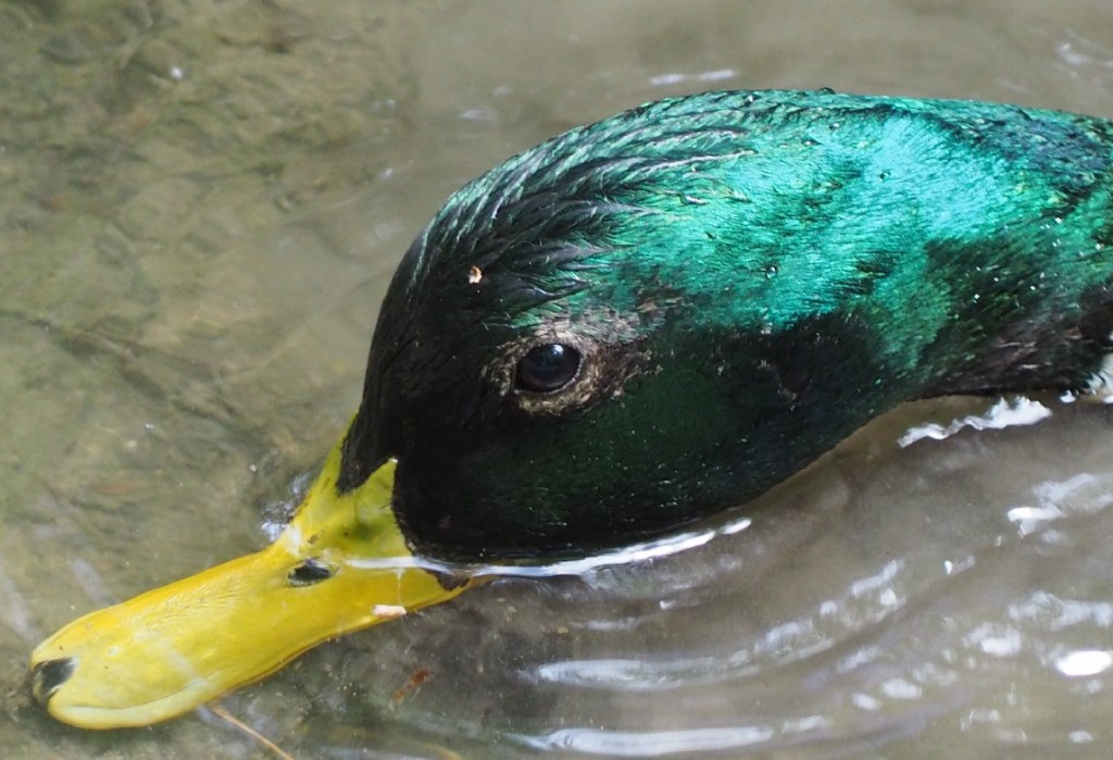 East Don Trail and Edwards Gardens, Simergphotos, Malik Merchant, Photo of the Day