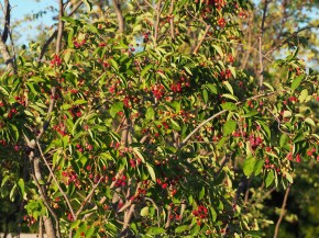 red berries on a service berry tree at Aga Khan Park Simergphotos.com Simerg