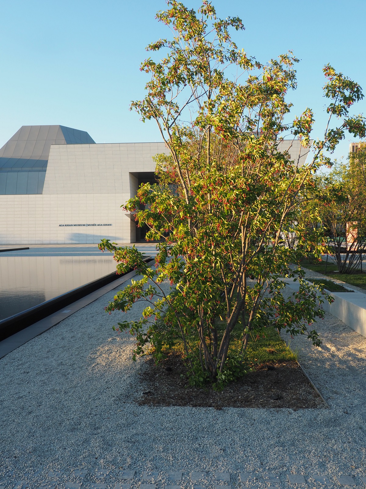 A photo of the entire service berry tree at Aga Khan Park bearing the largest concentration of the fruit Aga Khan Park Simerg Photos Photo of the Day