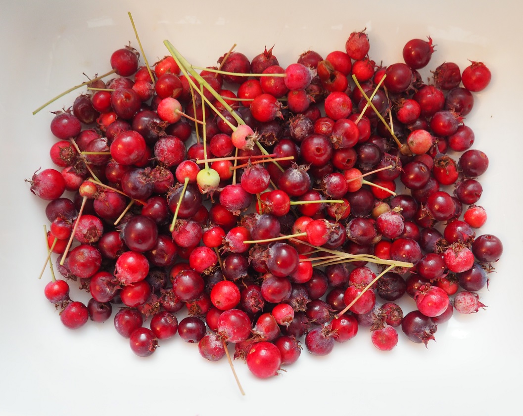 Hand picked service berries Aga Khan Park Simerg Photo of the Day Malik Merchant