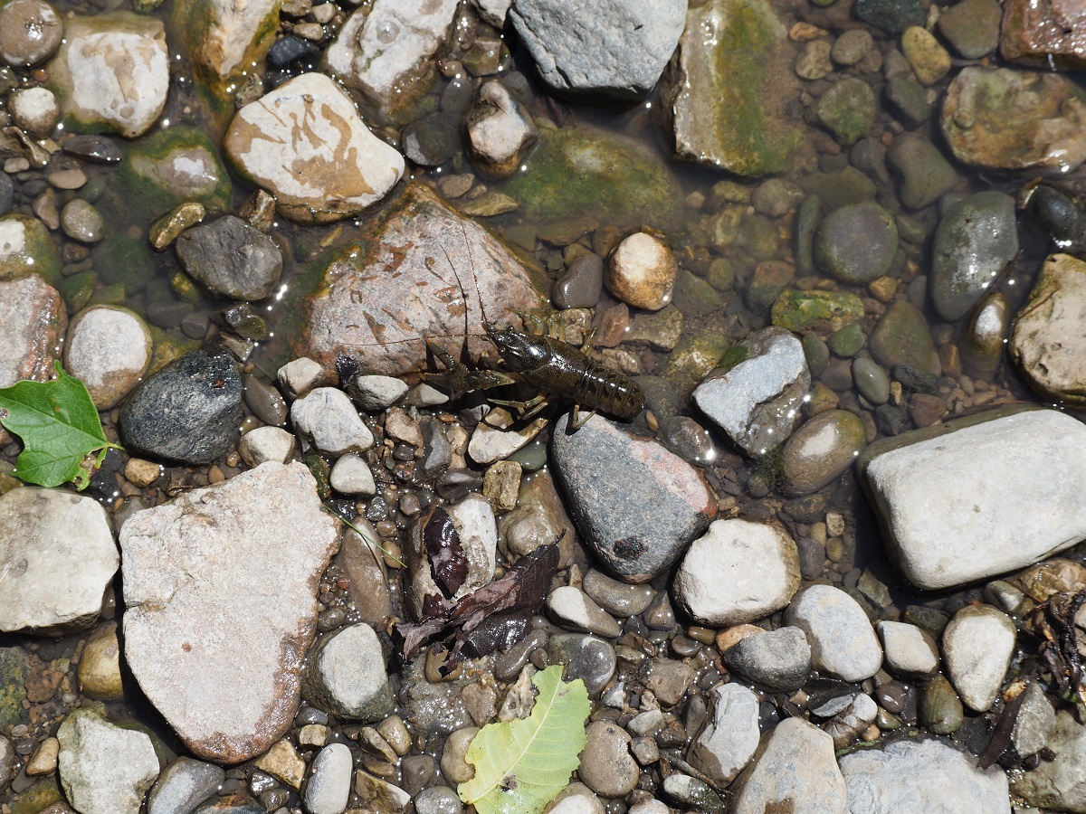 Cray fish Edwards Gardens