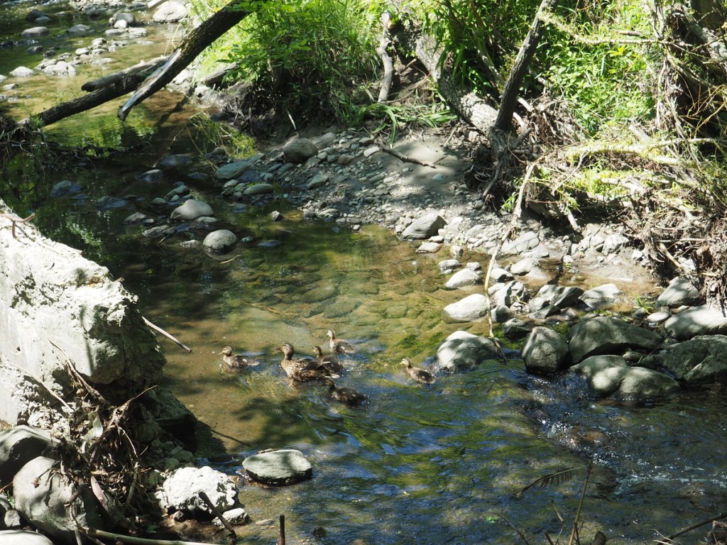 Edwards Gardens, Wilket Creek Park. Simergphotos, Photo of the Day