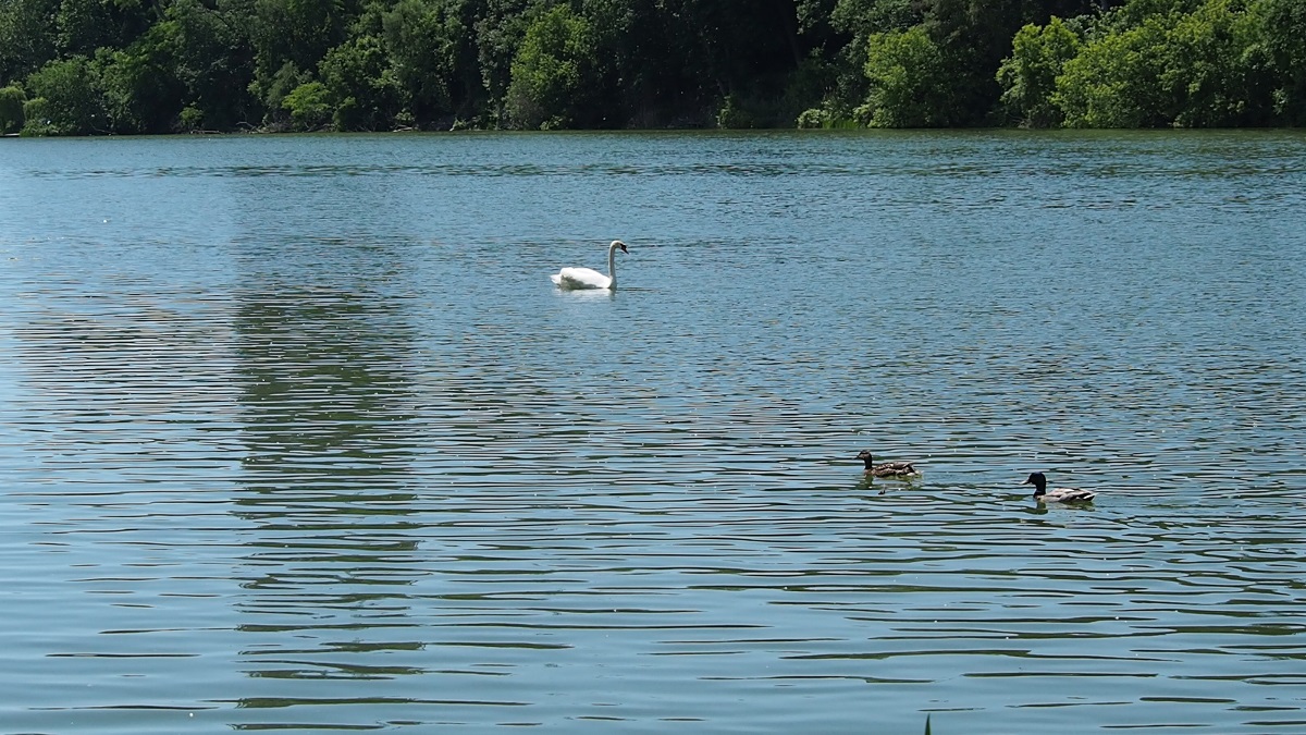 Swan in the middle of Grenadier Pond at High Park
