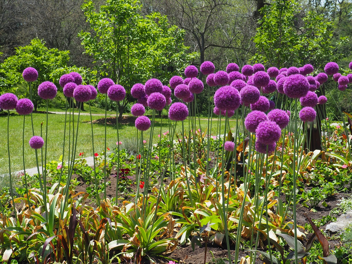 Flower bed, High Park, Toronto. June 24, 2021.