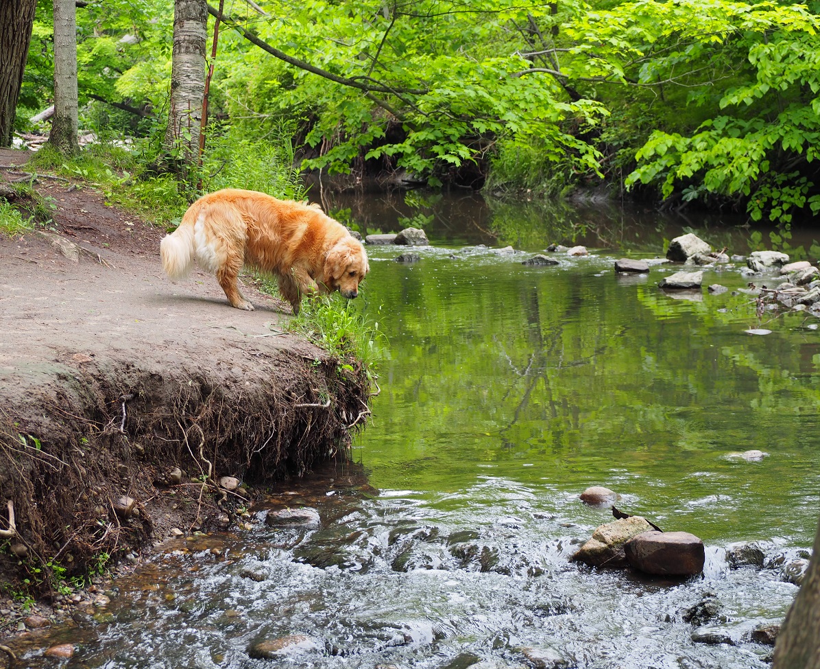 Dog at Edwards Gardens Toronto. Malik Merchant Simerg Photos