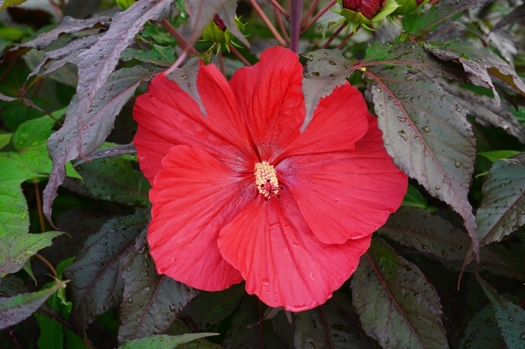 Hibiscus, Aga Khan Park, Toronto. July 25, 2021.