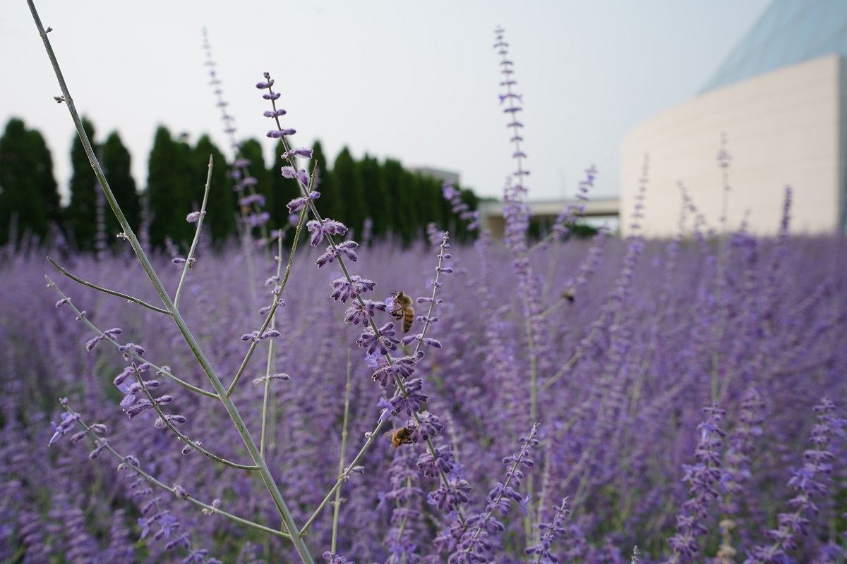 Honey bees at Aga Khan Park