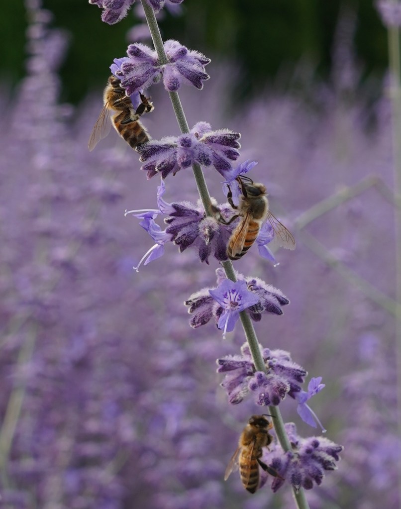 Honey bees pollinating on Russian Sage flowers, Aga Khan Park, Toronto. July 25, 2021. Photo: © Nurin Merchant/Simergphotos.