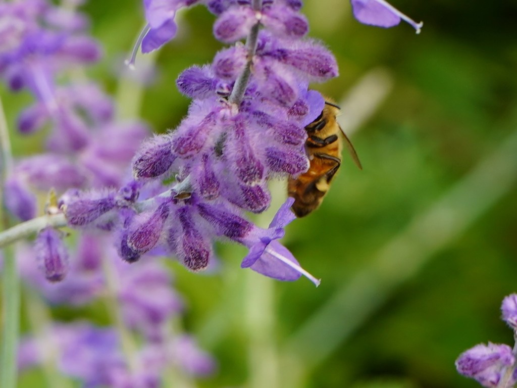 Honey bee pollinating on Russian Sage flower at Aga Khan Park, Toronto. July 25, 2021. Photo: © Nurin Merchant/Simergphotos.