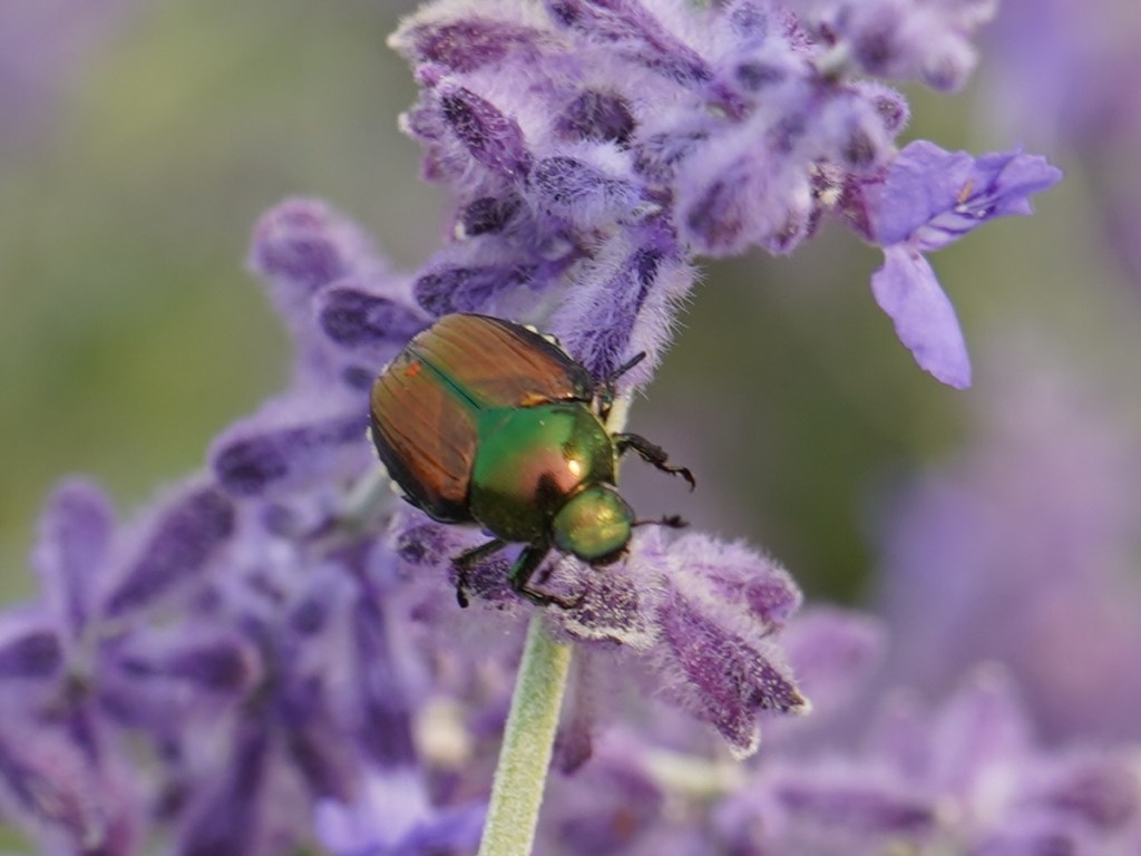 Colourful insect on Russian Sage at Aga Khan Park in Toronto. July 25, 2021. Photo: © Nurin Merchant/Simergphotos.