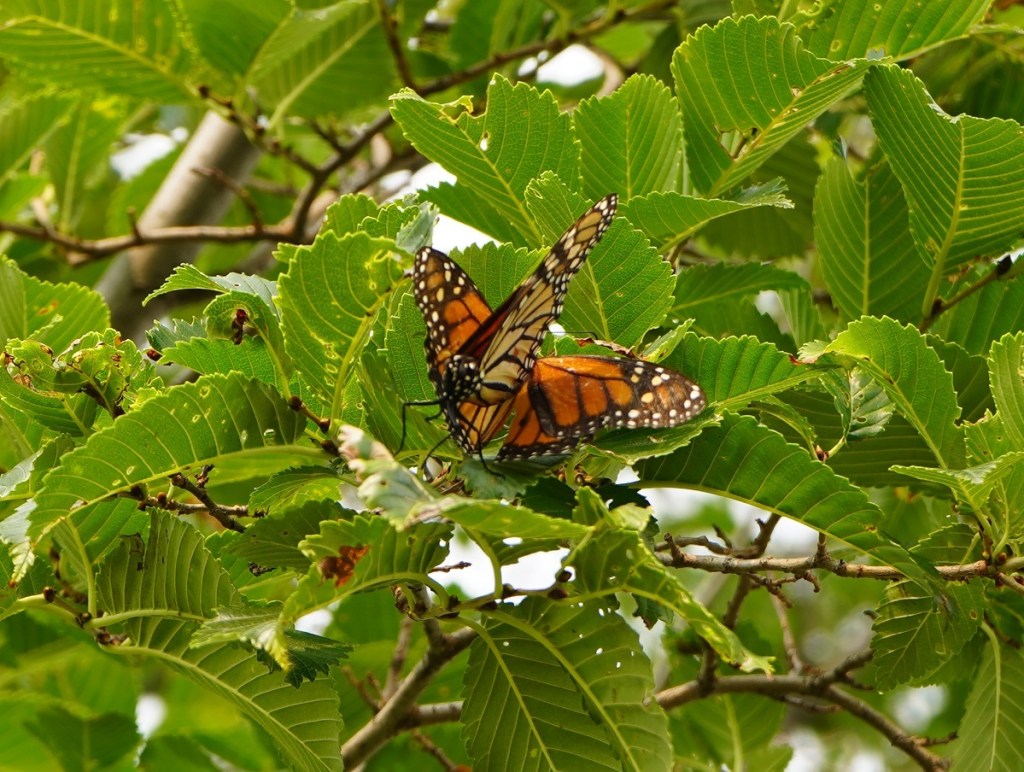 Butterflies on tree at Aga Khan Park. July 25, 2021. Photo: © Nurin Merchant/Simergphotos.