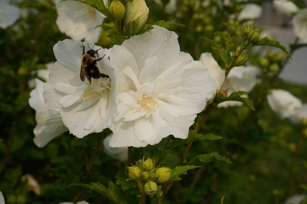 Bumble bee in flower at Aga Khan Park. July 25, 2021. Smergphotos Nurin Merchant