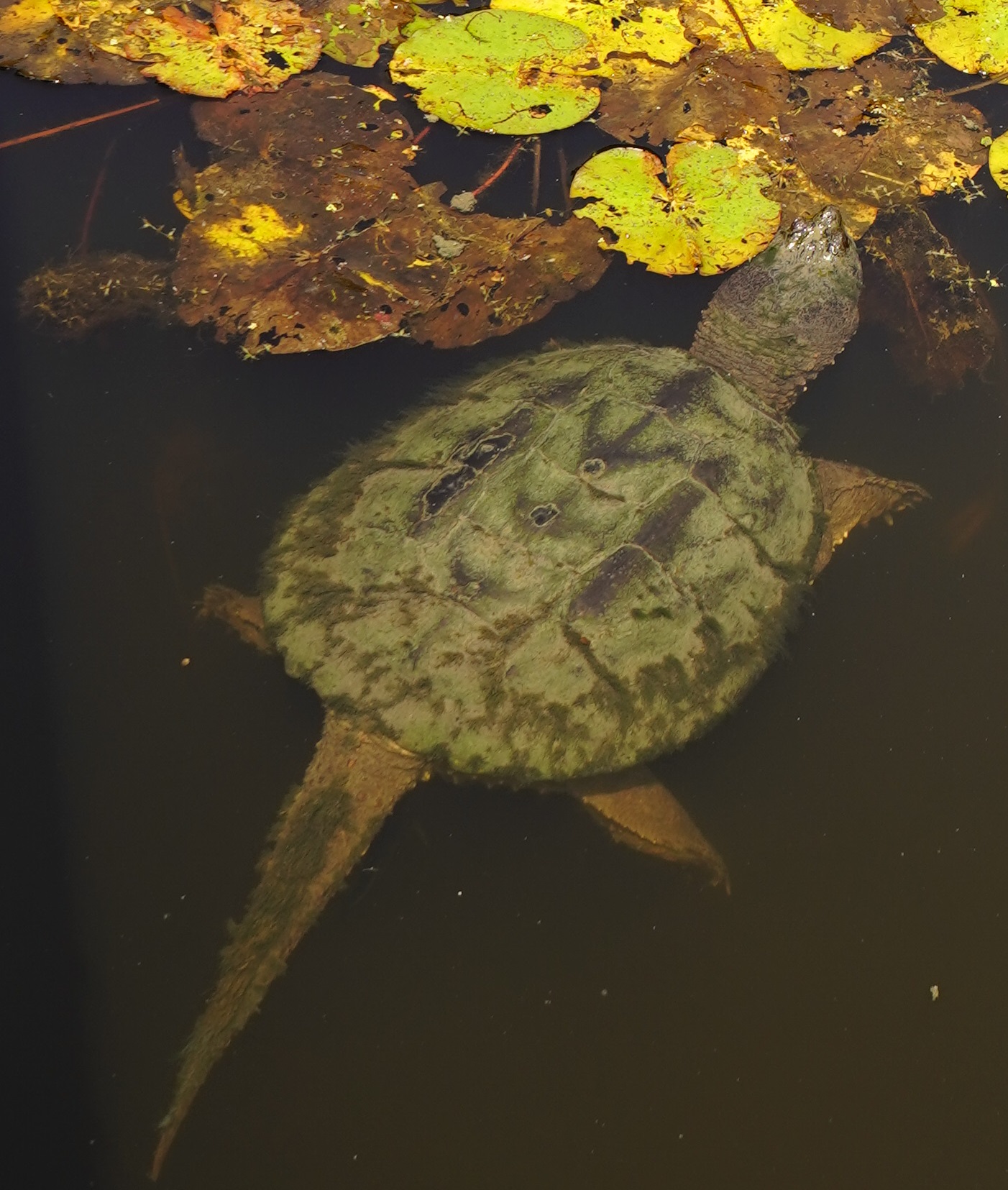 snapping turtles toronto evergreen works