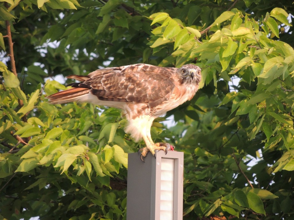 A hawk sighting at Aga Khan Park, August 7, 2021. Staring down at the photographer, with its prey by its claws. Photo: © Malik Merchant/Simergphotos.
