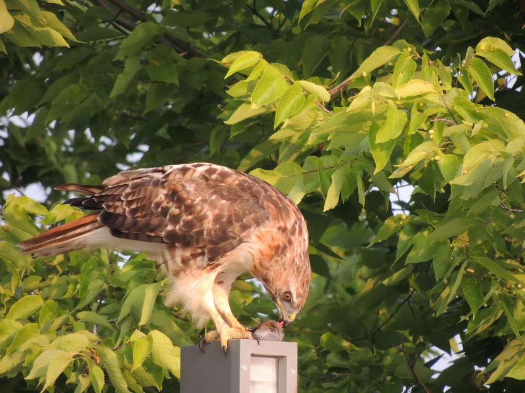 A hawk sighting at Aga Khan Park, August 7, 2021. Perched on flat top of lighting pole, and feeding on its freshly hunted prey, most probably a mouse. Photo: © Malik Merchant/Simergphotos.