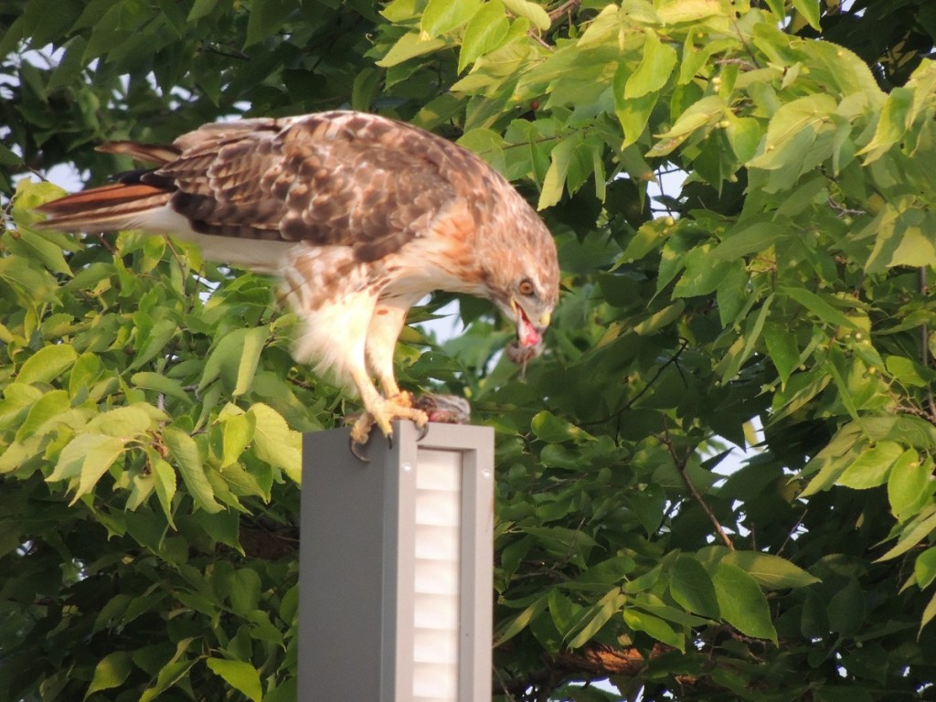 A hawk sighting at Aga Khan Park, August 7, 2021. Perched on flat top of lighting pole, and feeding on its prey, Photo: