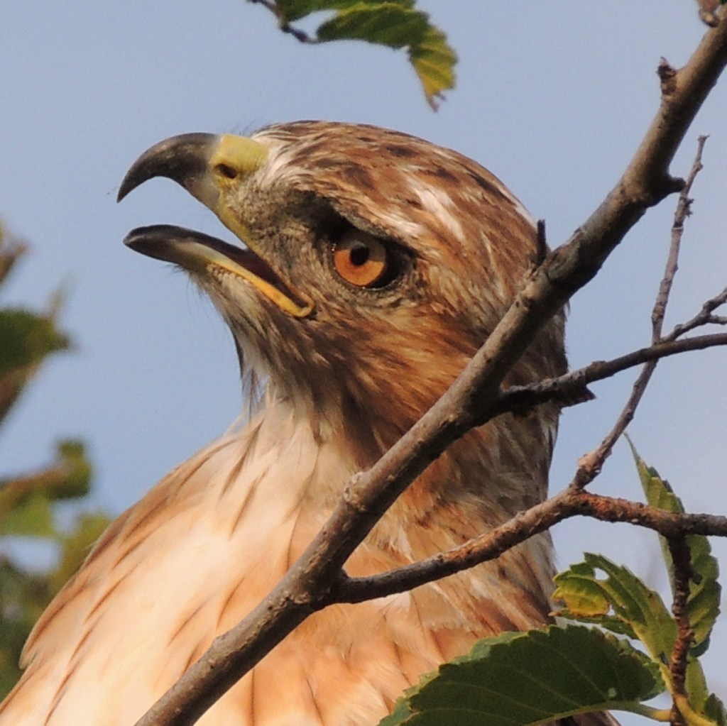 A hawk sighting at Aga Khan Park, August 7, 2021. © Malik Merchant/Simergphotos.
