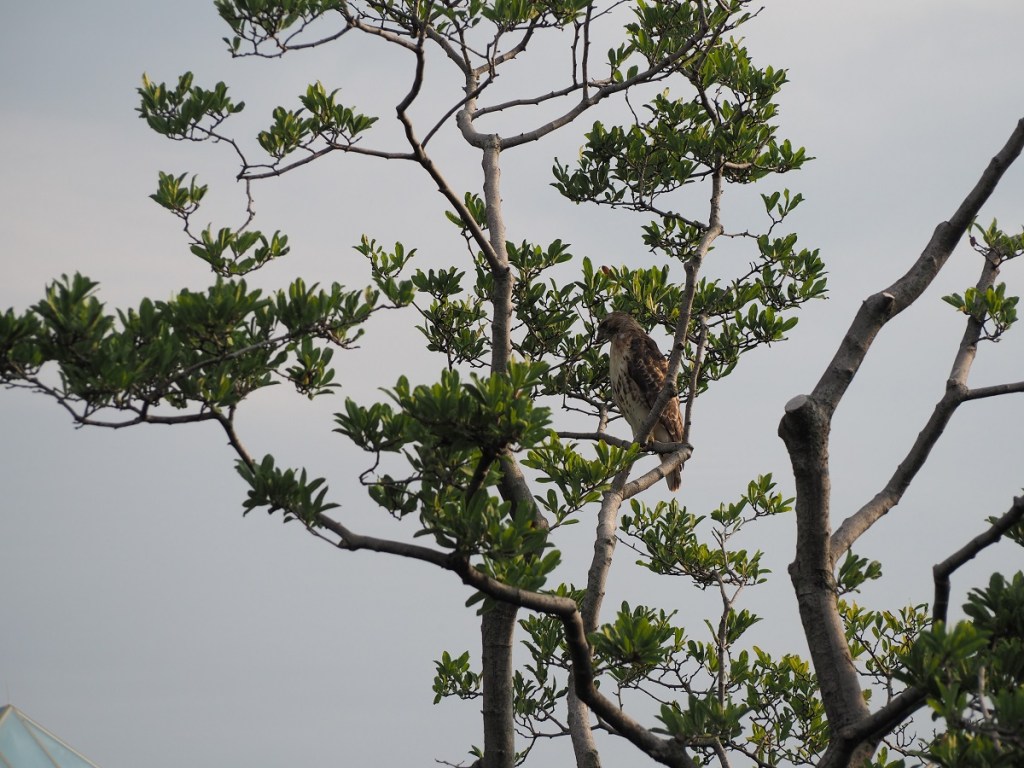 Hawk at Aga Khan Park and Jamatkhana dome, Simergphotos