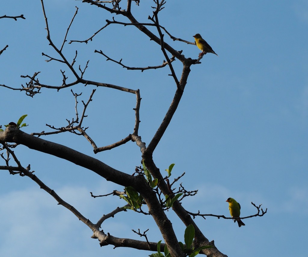 Orioles at Aga Khan Park