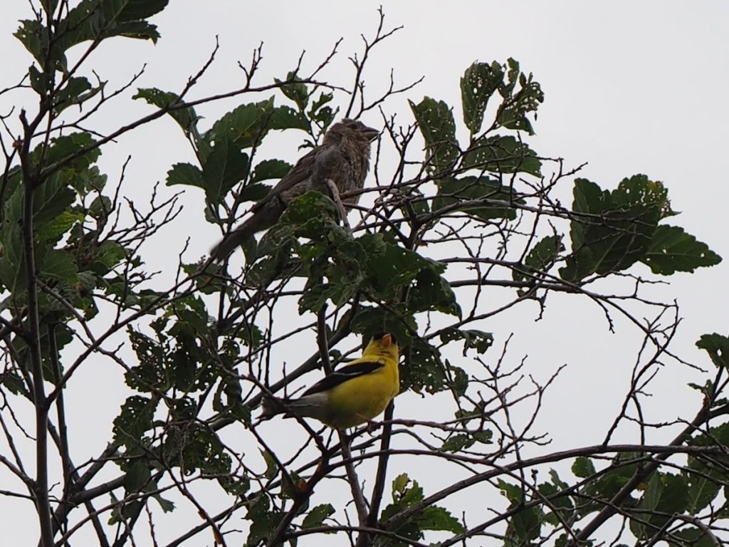 Hawk and Oriole at Aga Khan Park, Simergphotos, Malik and Nurin Merchant