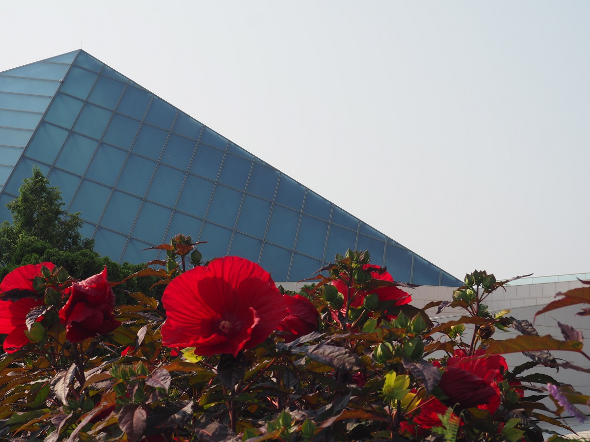 Hibiscus flowers at Aga Khan Park, with a view of the Ismaili Headquarters Jamatkhana dome as the backdrop, August 9, 2021. Photo: Malik Merchant/Simergphotos.