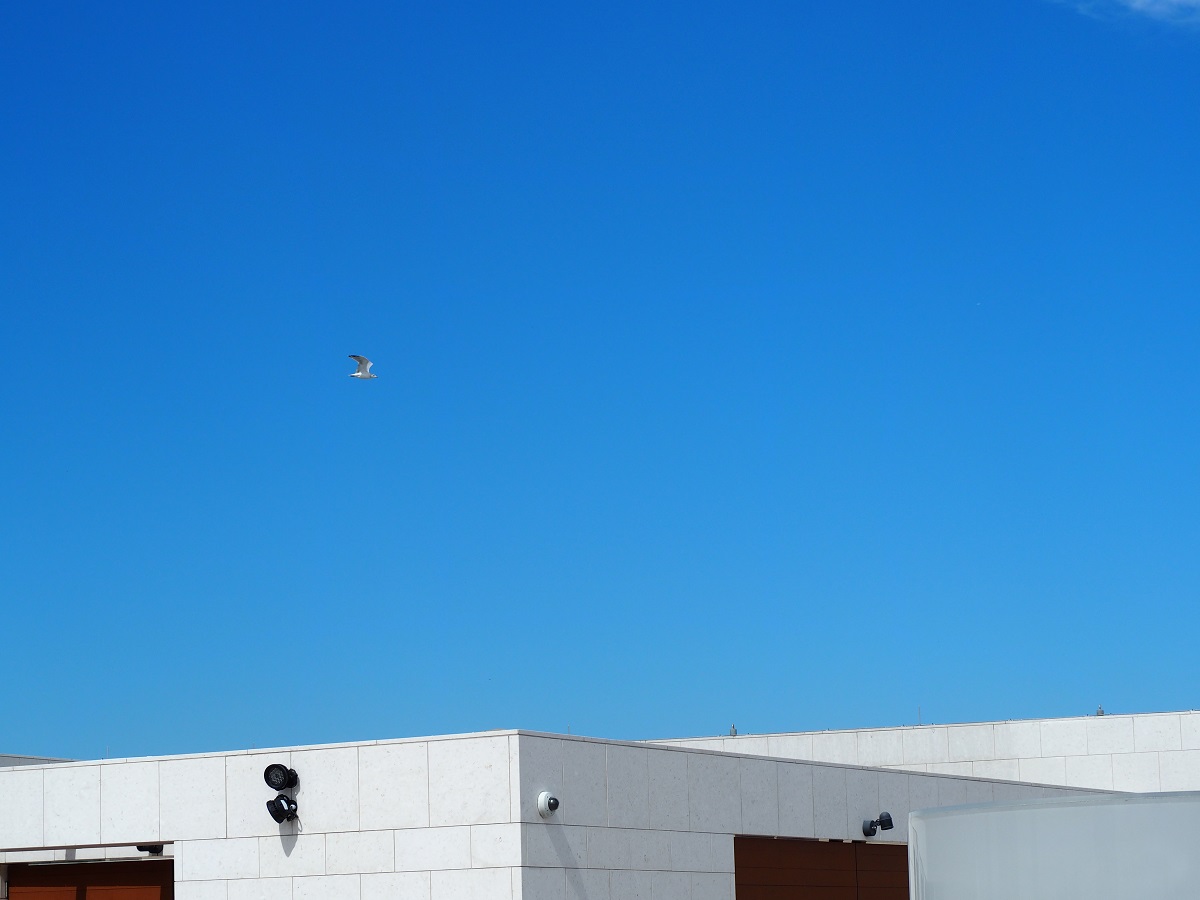 Ismaili Centre Rooftop, Simergphotos Malik Merchant