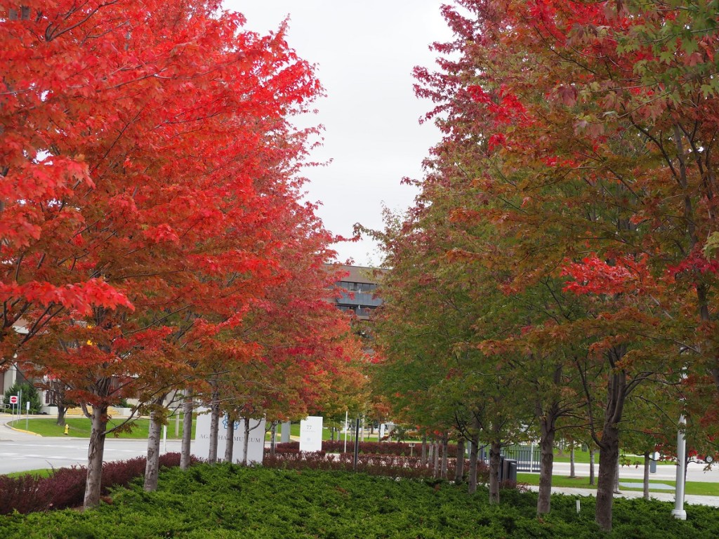 Aga Khan Park foliage autumn 2021