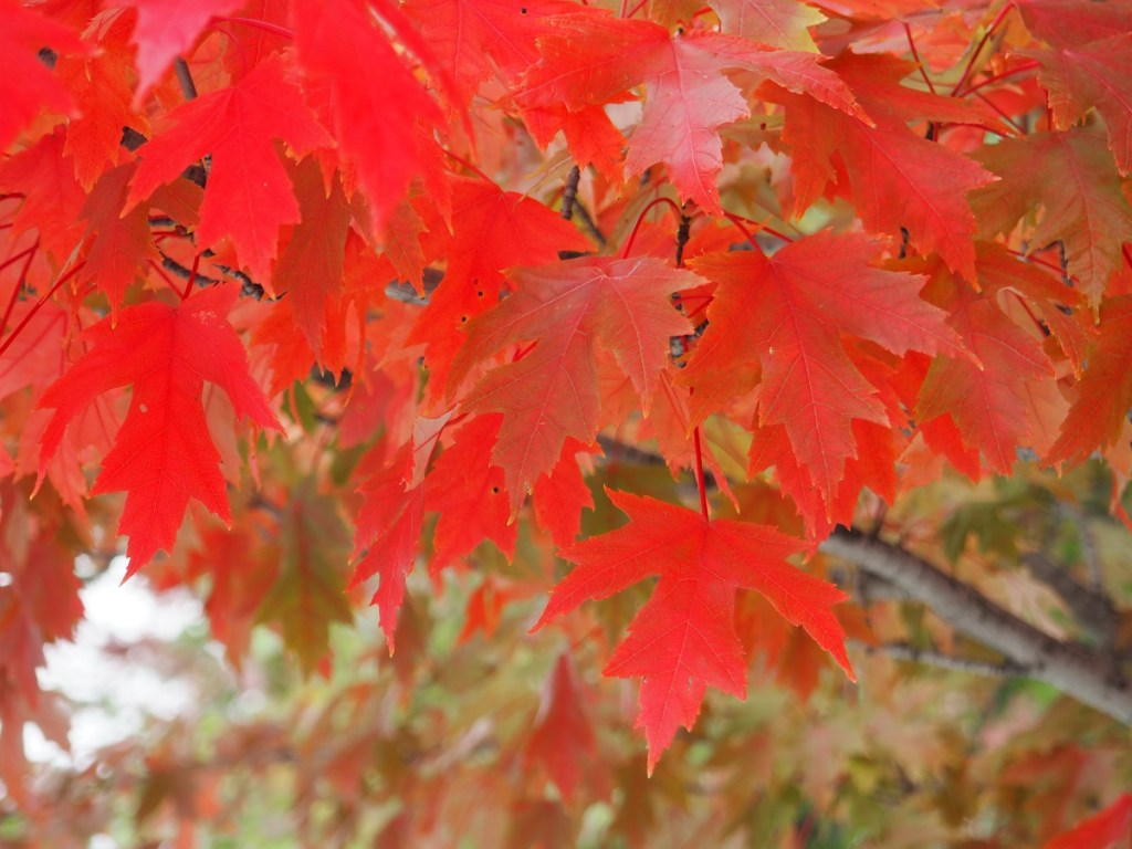 Fall colours Aga Khan Park simergphotos malik merchant