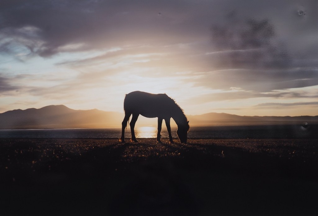 aga khan park silk roads photos