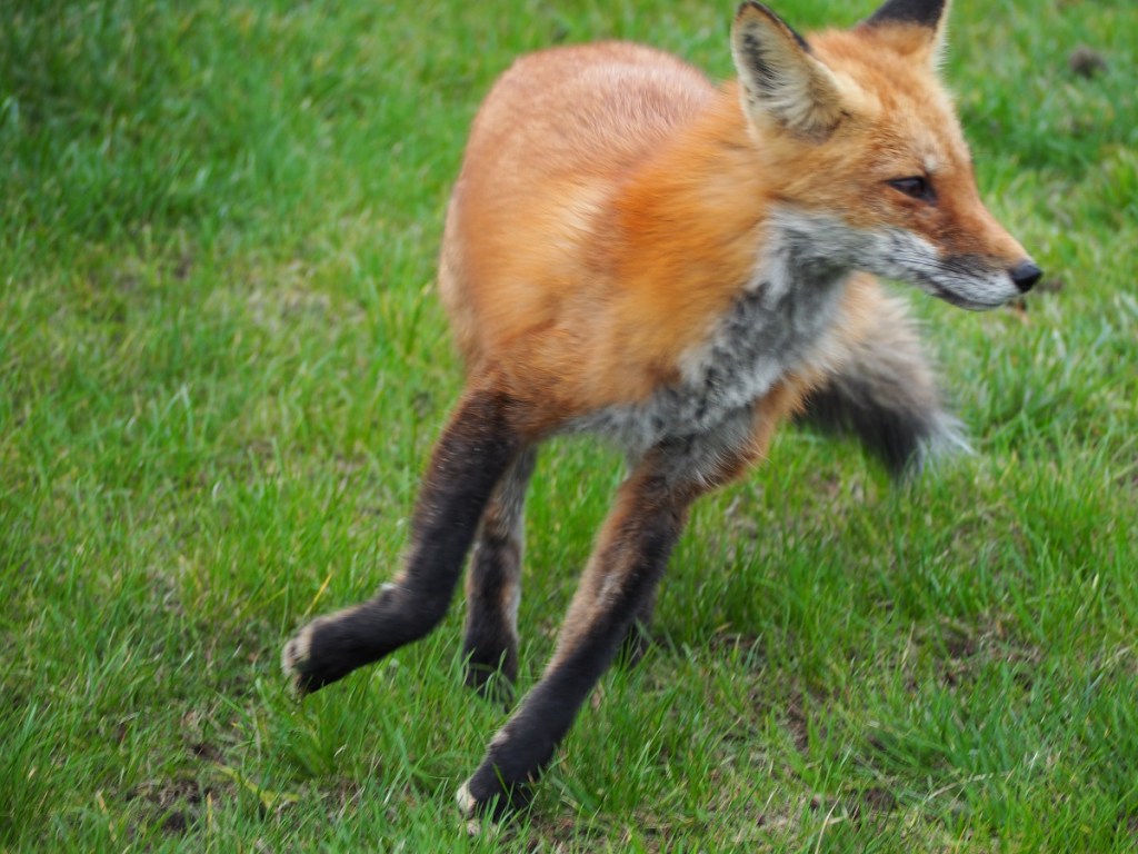 Fox Aga Khan Park Toronto, Malik Merchant simergphotos.
