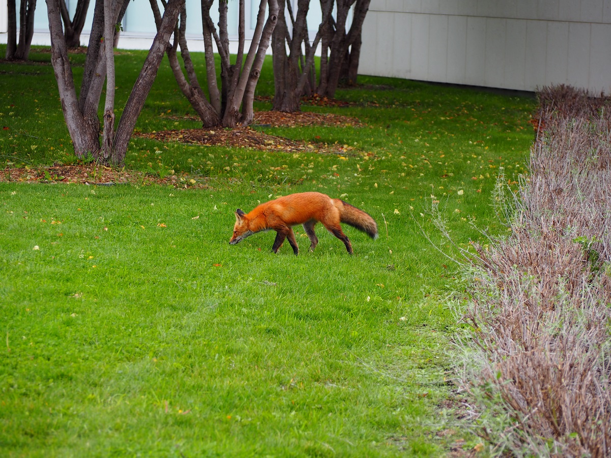 Fox Aga Khan Park simergphotos malik Merchant