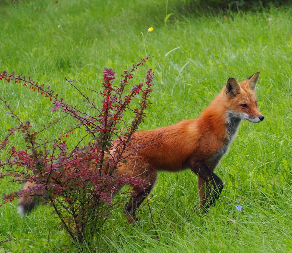 Aga Khan Park fox simergphotos malik merchant