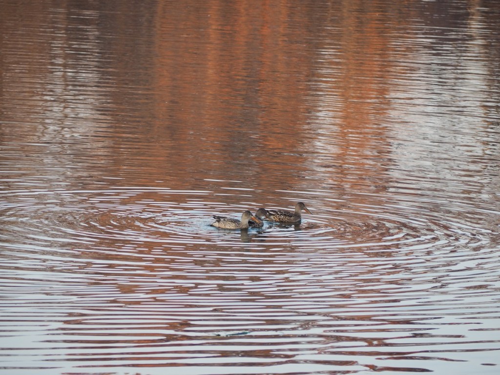 The sea, Lake Ontario, the sun, the moon, the woodpecker, the Ismaili Flag, The Qibla Simerg photos Malik Merchant