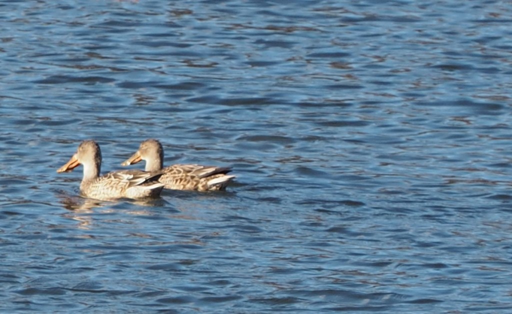 The sea, Lake Ontario, the sun, the moon, the woodpecker, the Ismaili Flag, The Qibla Simerg photos Malik Merchant