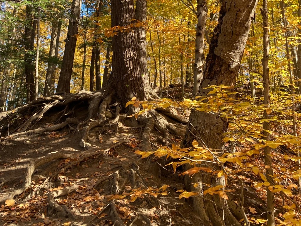 Autumn Colours, Foliage, Fall 2021, Toronto Sunrise, Foliage, Glen Abbey, Aga Khan Museum, Ismaili Centre, Aga Khan Park, Edwards, Don Trail, High Park, Etienne Brule, Wilket Creek, Guild Inn Park, Evergreen Brickworks
