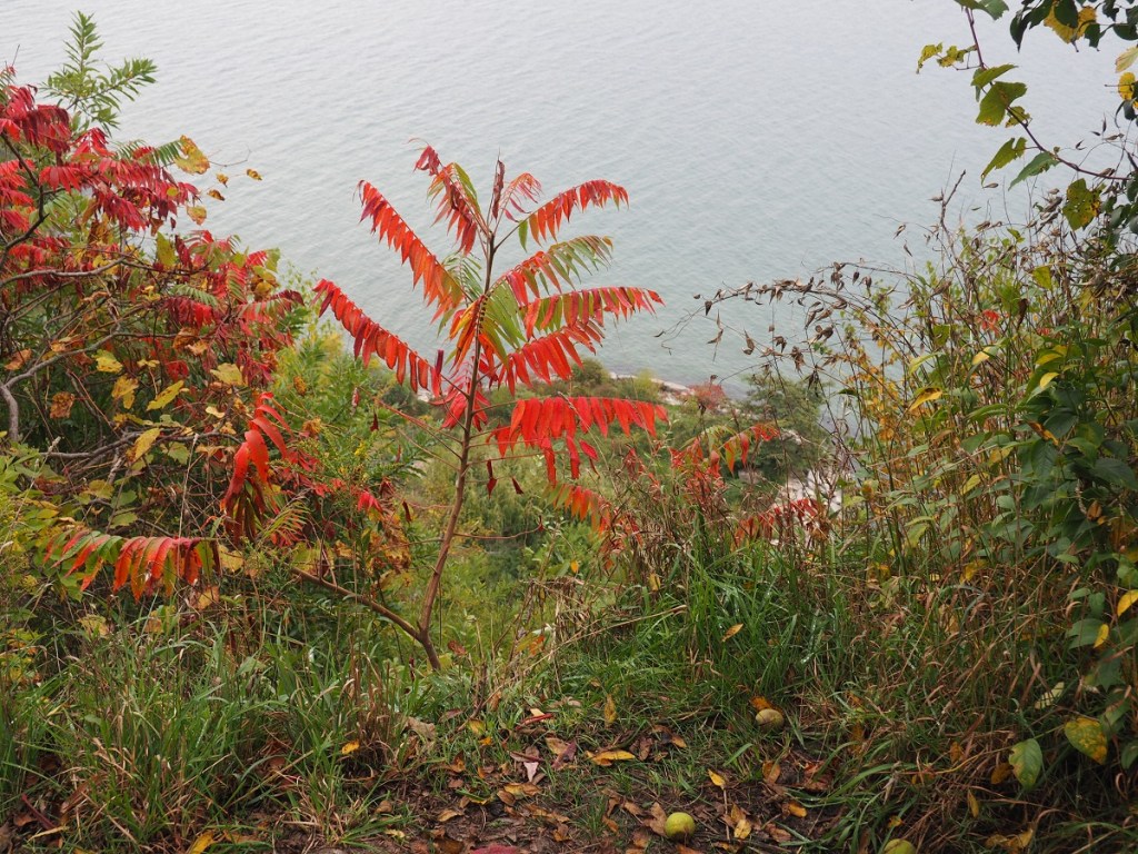 Autumn colours and nature Simergphotos Aga Khan III tribute Malik Merchant Scarborough Bluffs