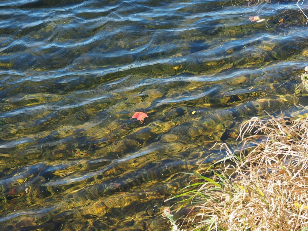 Autumn colours and nature Simergphotos Aga Khan III tribute Malik Merchant Maple leaf on water