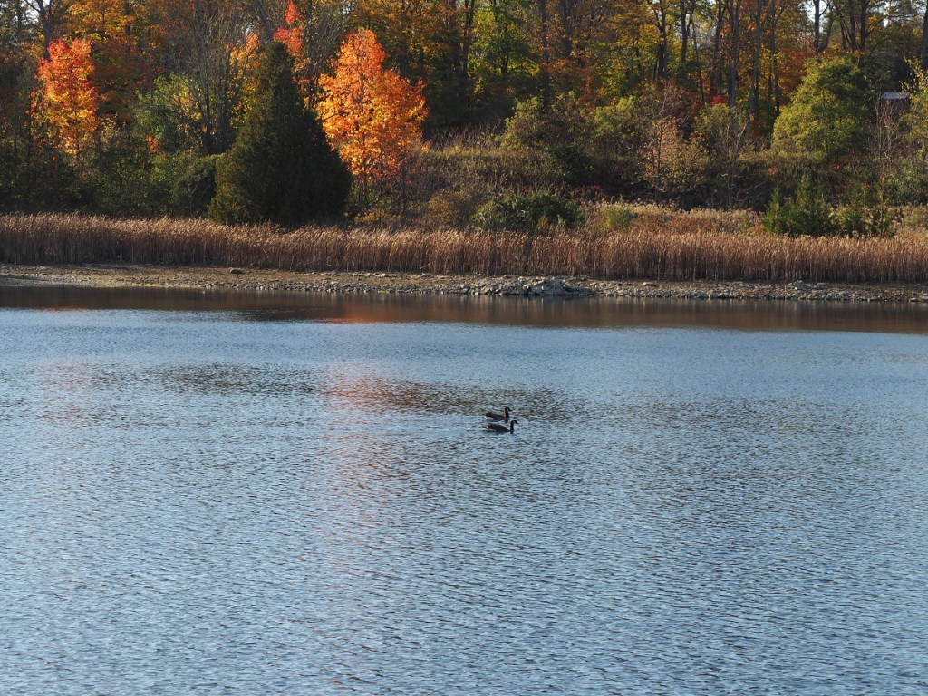 Autumn colours and nature Simergphotos Aga Khan III tribute Malik Merchant Peterborough County