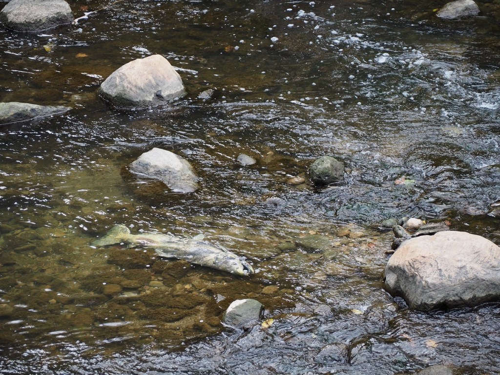 Autumn colours and nature Simergphotos Aga Khan III tribute Malik Merchant dead salmon highland creek meadowlands park