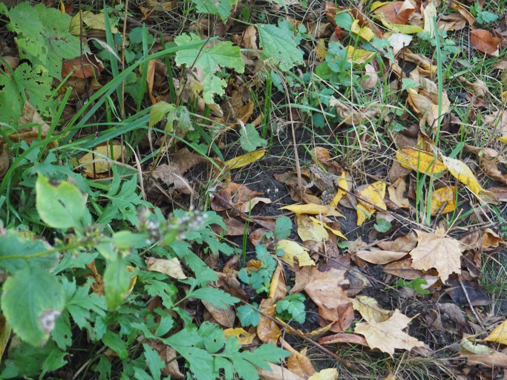 Autumn colours and nature Simergphotos Aga Khan III tribute Malik Merchant Scarborough Bluffs Frog