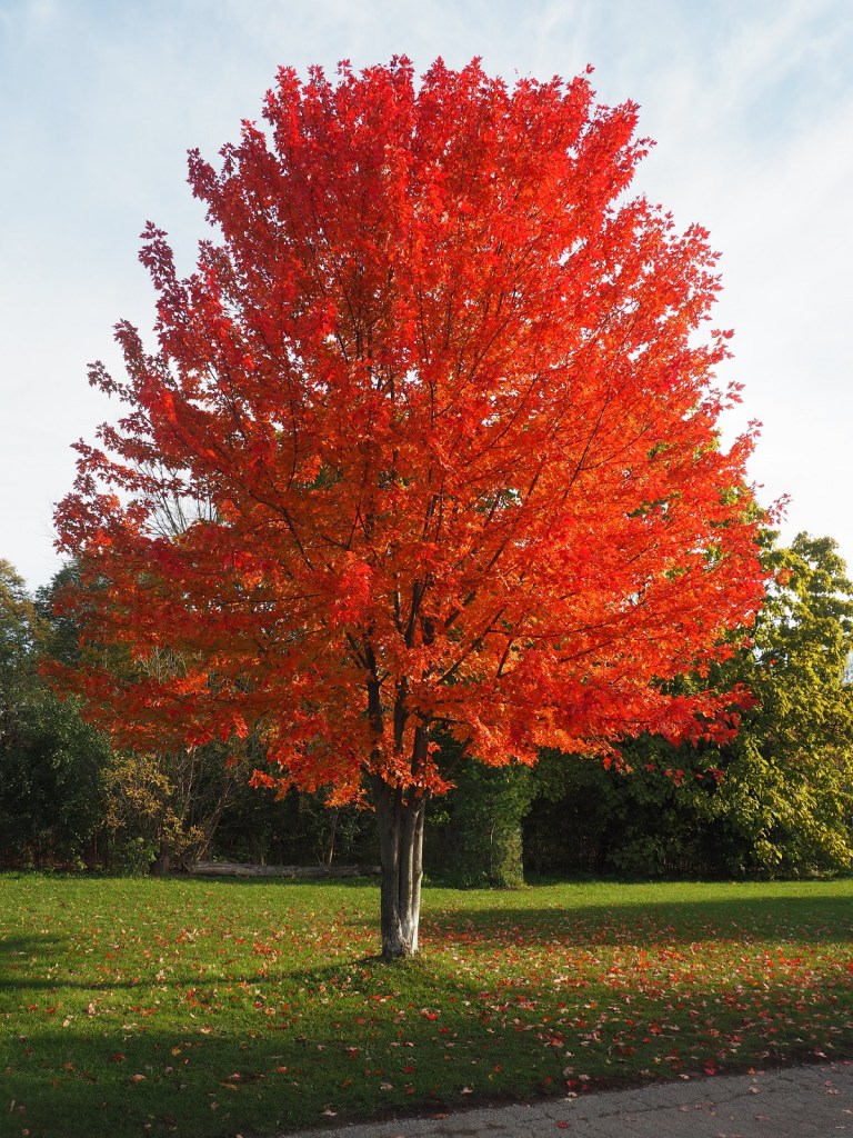Fall Etienne Brulé Park, November 3, 2021. Photo: Malik Merchant and Simergphotos.