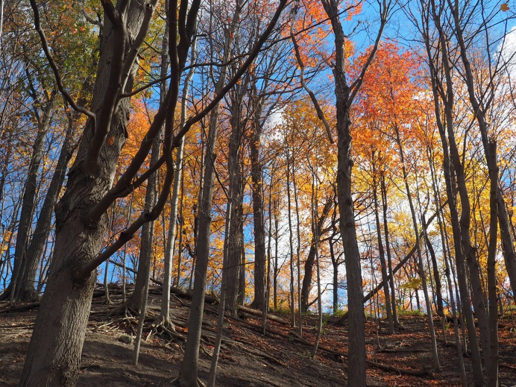 Autumn Colours, Foliage, Fall 2021, Toronto Sunrise, Foliage, Glen Abbey, Aga Khan Museum, Ismaili Centre, Aga Khan Park, Edwards, Don Trail, High Park, Etienne Brule, Wilket Creek, Guild Inn Park, Evergreen Brickworks