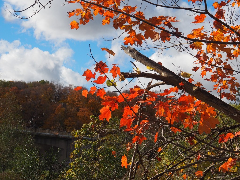 Autumn Colours, Foliage, Fall 2021, Toronto Sunrise, Foliage, Glen Abbey, Aga Khan Museum, Ismaili Centre, Aga Khan Park, Edwards, Don Trail, High Park, Etienne Brule, Wilket Creek, Guild Inn Park, Evergreen Brickworks