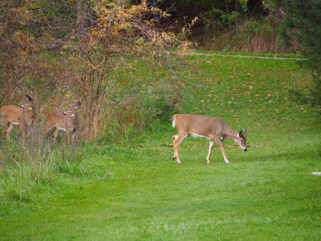 Autumn Colours, Foliage, Fall 2021, Toronto Sunrise, Foliage, Glen Abbey, Aga Khan Museum, Ismaili Centre, Aga Khan Park, Edwards, Don Trail, High Park, Etienne Brule, Wilket Creek, Guild Inn Park, Evergreen Brickworks