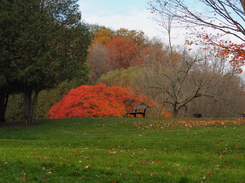 Autumn Colours, Foliage, Fall 2021, Toronto Sunrise, Foliage, Glen Abbey, Aga Khan Museum, Ismaili Centre, Aga Khan Park, Edwards, Don Trail, High Park, Etienne Brule, Wilket Creek, Guild Inn Park, Evergreen Brickworks
