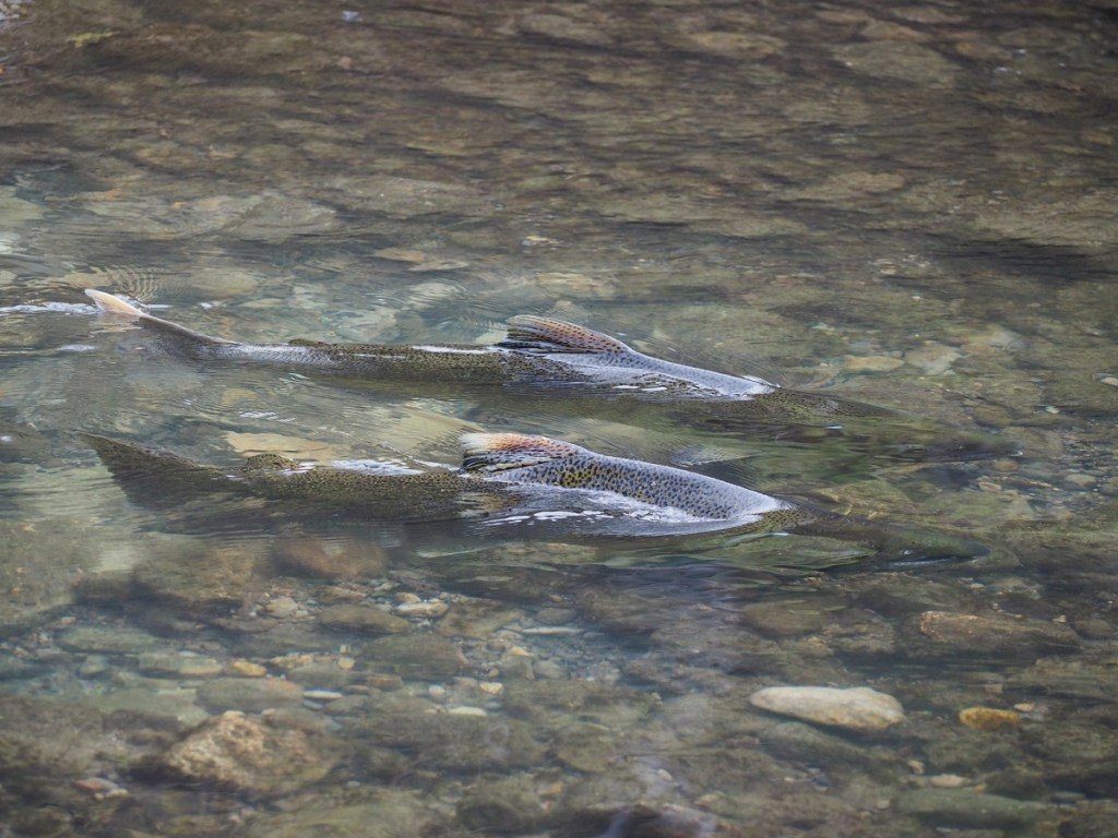 Autumn Colours, Foliage, Fall 2021, Toronto Sunrise, Foliage, Glen Abbey, Aga Khan Museum, Ismaili Centre, Aga Khan Park, Edwards, Don Trail, High Park, Etienne Brule, Wilket Creek, Guild Inn Park, Evergreen Brickworks, Salmon Run